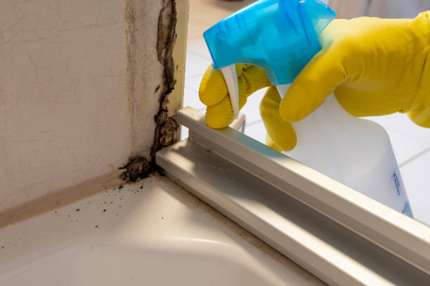 Best Same-Day Mold Removal  in Cramerton, NC